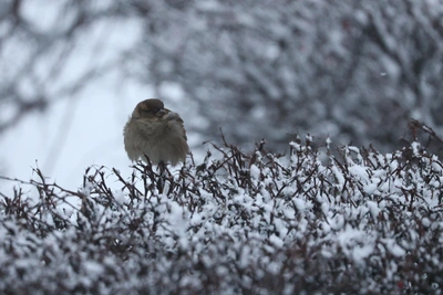 Погода в Алтайском крае: потепление и последующее похолодание