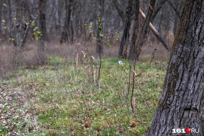 «Чтобы не сказали „А где вы раньше были?“»: суд обязал власти Ростова рассмотреть идею защиты рощи на Шоссейной 