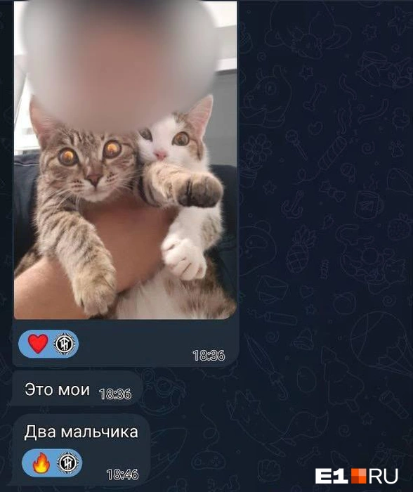 Константин отправлял фото с котиками | Источник: источник E1.RU