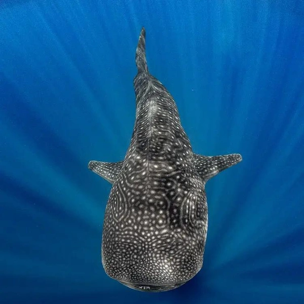 Источник: Mizy Maldives / Shark Photographer of the Year 2025
