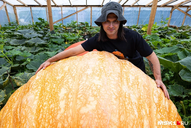 Окружность «талии» у этой тыквы порядка 5 метров | Источник: Артем Устюжанин / MSK1.RU