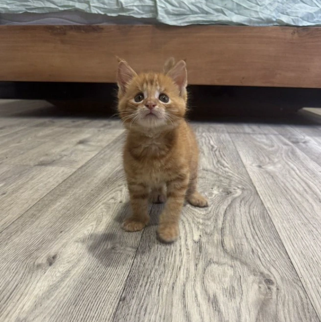 Маленький пушистик, по словам владельца, вырастет очень крупным | Источник: «Авито»