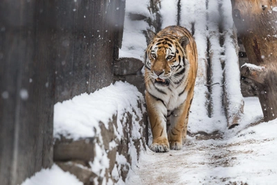 Видео с тигром у Владивостока оказалось фейком