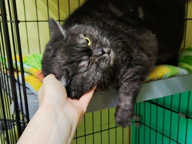 Порция ласки | Источник: приют «Муркот»