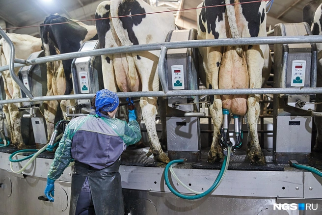 В регионе отмечают нехватку зоотехников и ветврачей | Источник: Александр Ощепков / NGS.RU