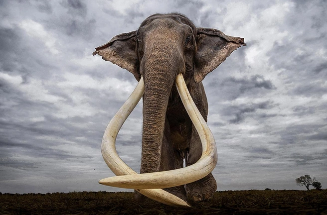 Источник: George Dian Balan /&nbsp;Fine Art Photography Awards 2026