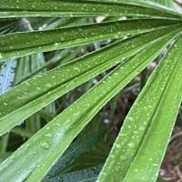 Аватарка Olga