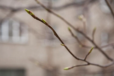 Какой будет погода в Ростовской области в апреле