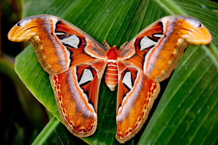 Как на крыльях бабочек создается защитное изображение змеи?