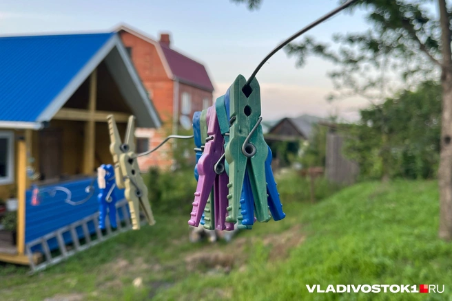 Август принес неприятный сюрприз для дачников. Холод заставляет убирать урожай раньше срока | Источник: Елена Буйвол / VLADIVOSTOK1.RU