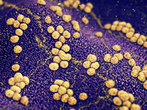 Разработан антибиотик, убивающий даже устойчивые бактерии