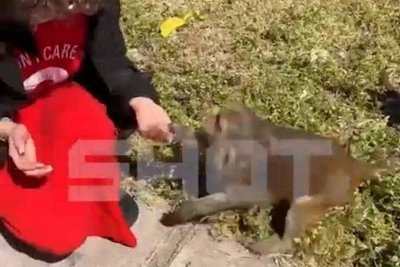 «Went to Vietnam»: Monkey Bites Tourist from Kazan at Resort