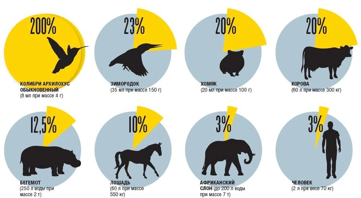 Всемирный водопой: сколько и как пьют животные