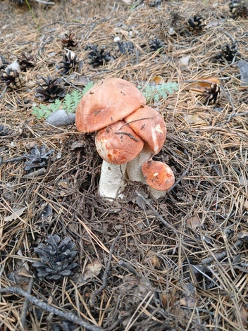 Эта семейка подосиновиков как будто не хочет разлучаться | Источник: читатель «Чита.Ру»