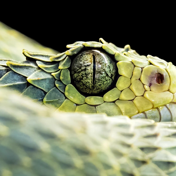 Источник: Roy Egloff / International Photography Awards 2025