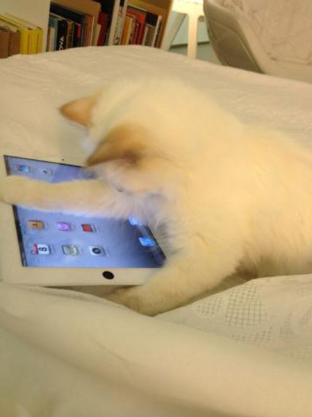 Шупетт (Choupette Lagerfeld) и ее iPad