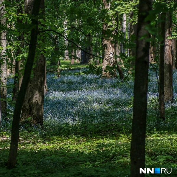 Незабудки цветут почти до конца июня | Источник: Наталья Бурухина / NN.RU