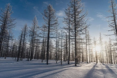 На Ямале 25 февраля сохранятся сильные морозы