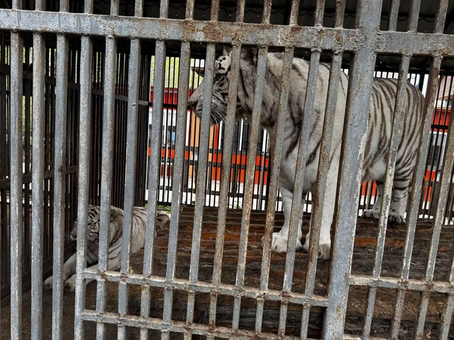 Тигр убил сотрудника Мариупольского зоопарка, который пришел его покормить | Источник: Следком ДНР / Telegram
