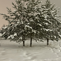 Аватарка Зимняя звезда