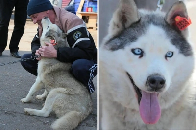Хаски из приюта стал сотрудником омского ПП №8