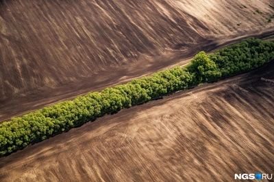 State forest shelterbelts in Rostov Oblast to be restored under Stalin-era plan