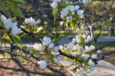 В Тюмени распустились яблони на Цветном бульваре