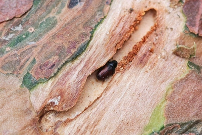 New Pest Threatens Relict Pines in Sochi