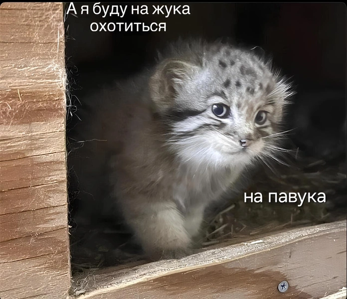 Что за мем «А я на жука буду охотиться, на павука» | Источник: Соцсети