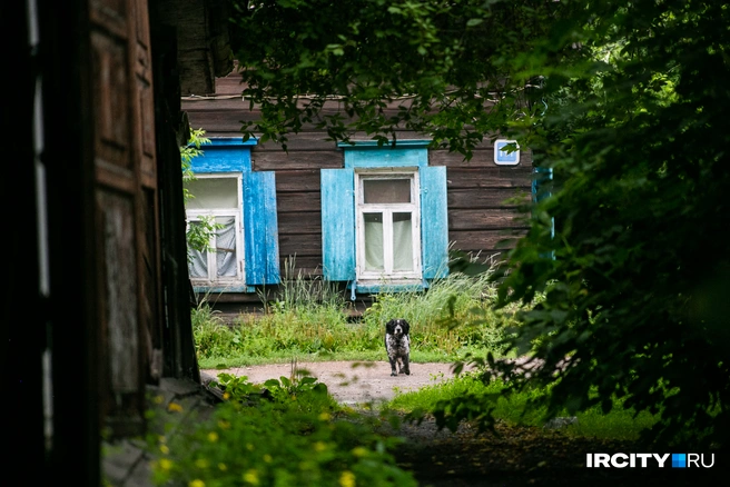 Кстати, собачек тут много. Некоторые, например, грозно охраняют свою территорию от непрошенных гостей | Источник: Ксения Филимонова / «ИрСити»