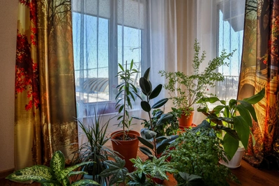 Indoor Plants to Attract Wealth and Luck for Every Zodiac Sign
