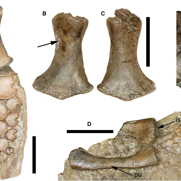 Источник: Papers in Paleontology