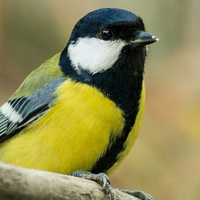 Аватарка Валерия Королева