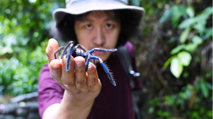 В Таиланде открыли нового тарантула невиданного окраса — и он уже начал зарабатывать
