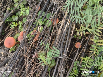 Местная неаномальная растительность | Источник: Кристина Мельникова / YA62.RU