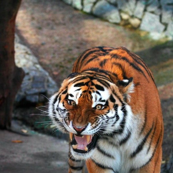 Источник: Телеграм-канал Ленинградского зоопарка