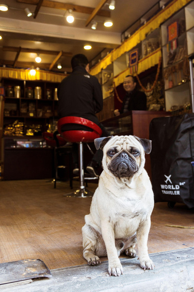 Почему россияне против, чтобы в рестораны пускали с собаками?