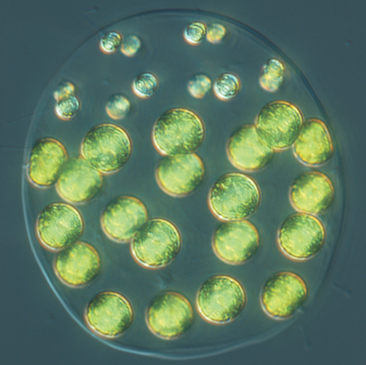 Ученые обнаружили трехполые водоросли