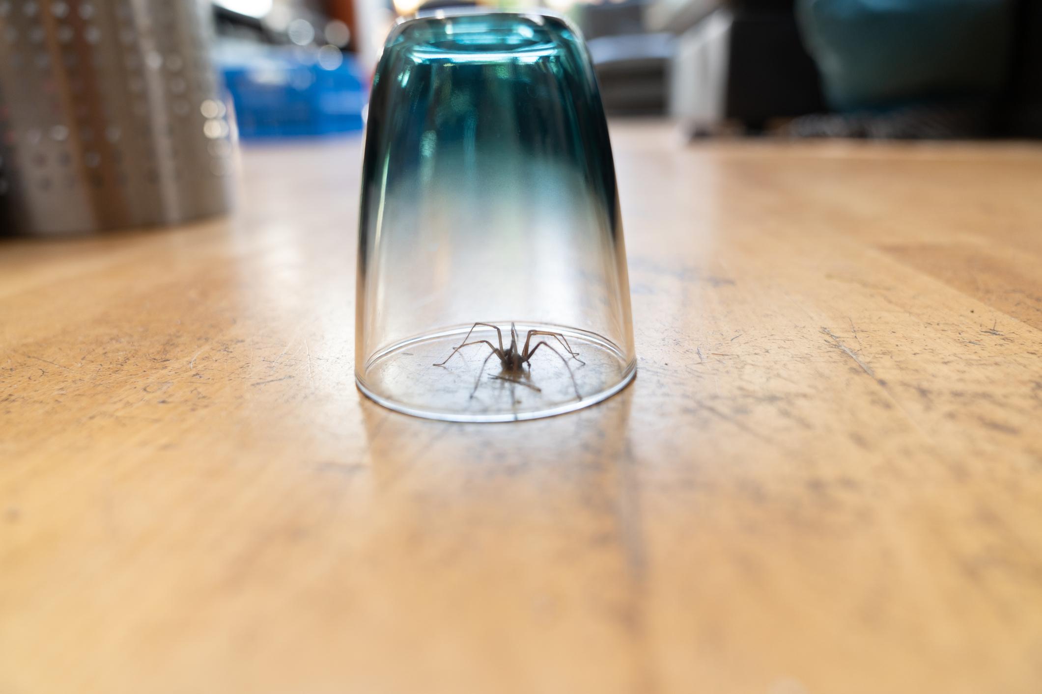 Почему нельзя убивать пауков у себя дома?