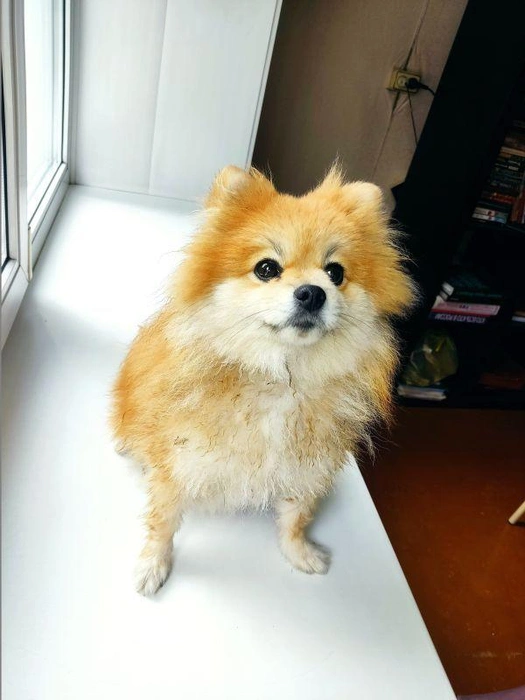 Владелец, пожалуйста, отзовитесь! | Источник: www.city-n.ru