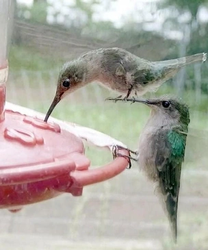 Самые смешные животные из фотосообщества Important Animal