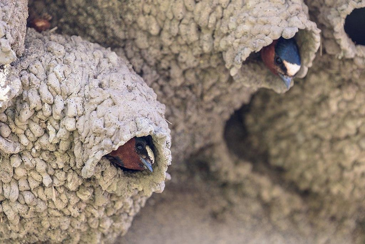 Искусство гнездования: почему птицы — прирожденные архитекторы
