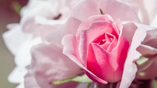 Уход за розами весной: 8 простых шагов