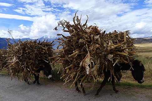 Источник: Архивы пресс-служб