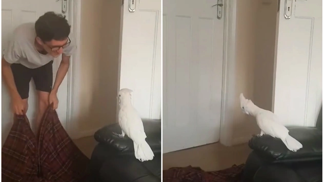 Попугай драматично реагирует на фокус с «исчезновением» хозяина (видео)