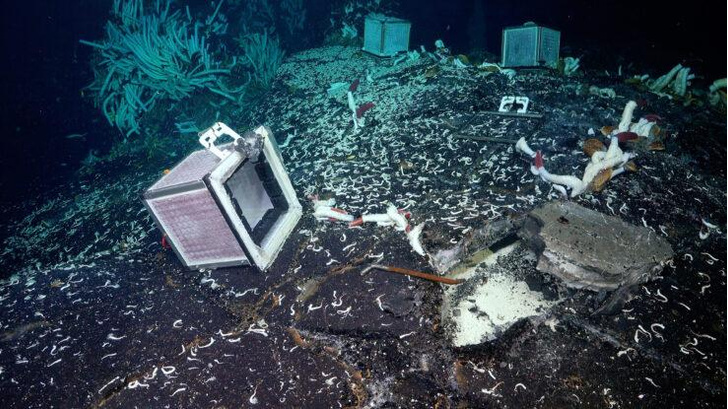 Невиданная жизнь: в почве на дне Тихого океана обнаружили неизвестную ранее экосистему