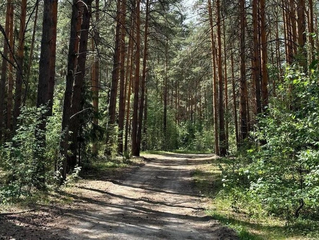 Уже успели сходить в лес за грибами или просто прогуляться? Поделитесь впечатлениями. | Источник: Мария Токмакова / 72.RU