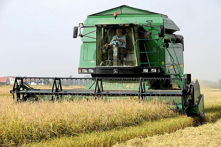 Мокрое дело: как выращивают рис в Италии