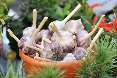 Gardening expert advises Kurgan gardeners on garlic storage