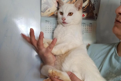 В Новосибирске ищут дом для улыбчивого кота